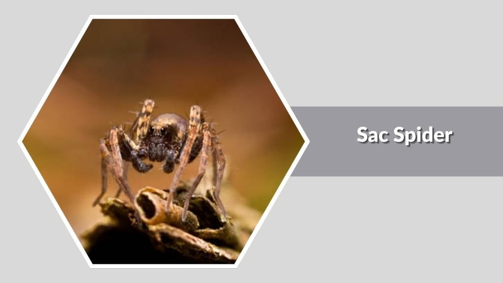 Sac Spider