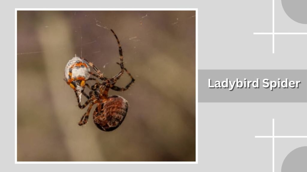 Ladybird Spider