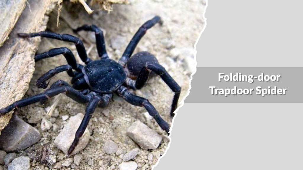  Folding-door Trapdoor Spider