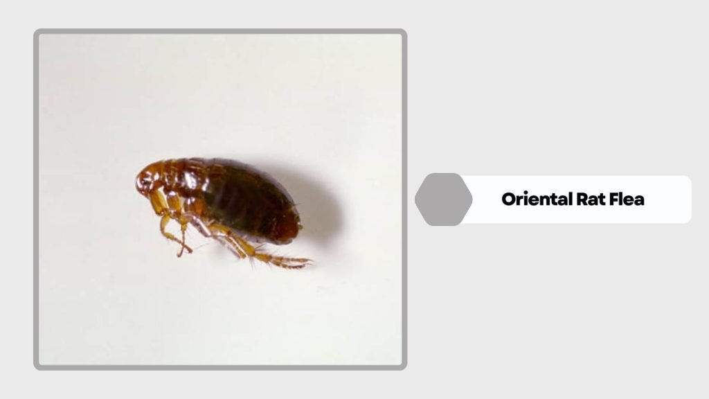 Oriental Rat Flea