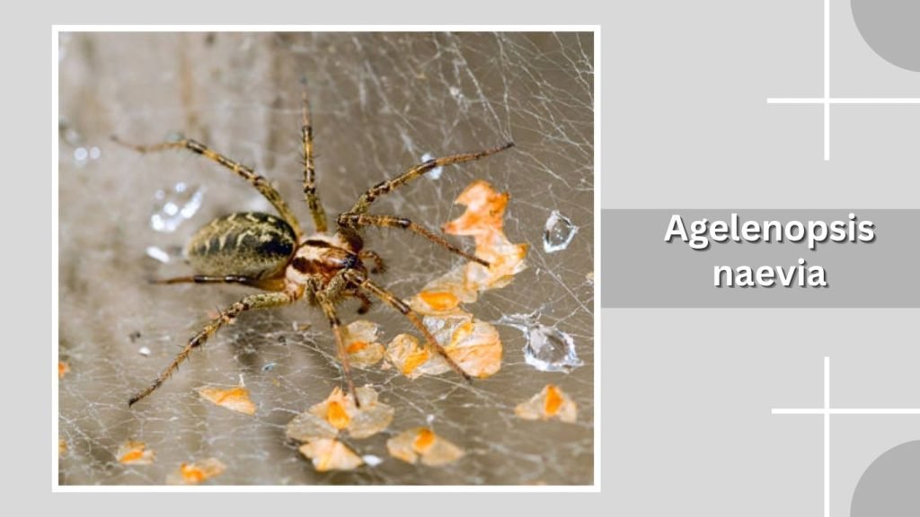  Agelenopsis naevia