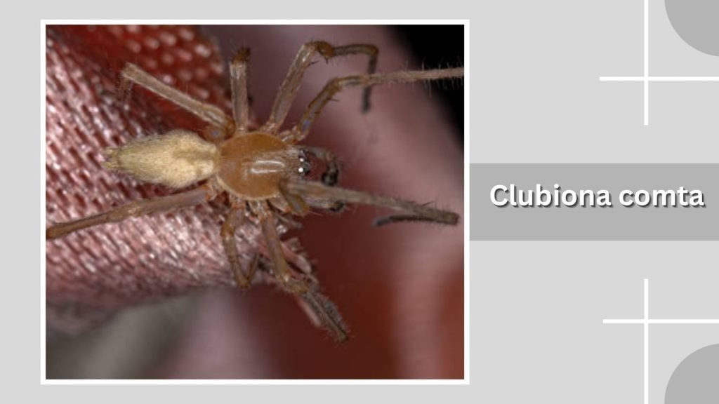  Clubiona comta