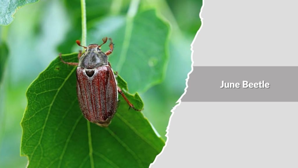 June Beetle