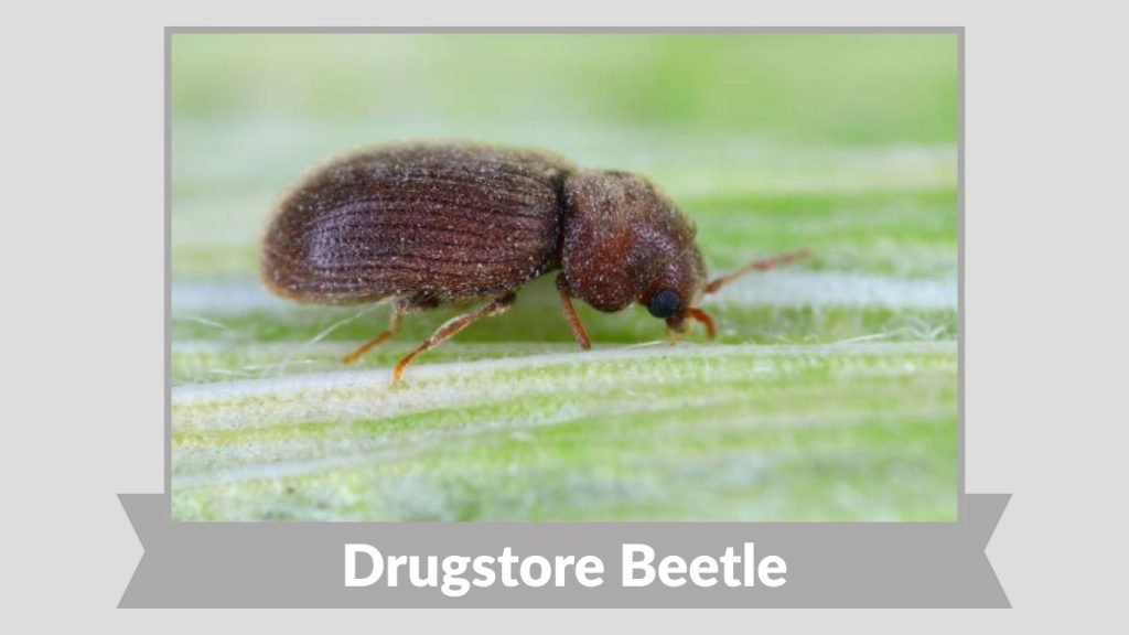 Drugstore Beetle