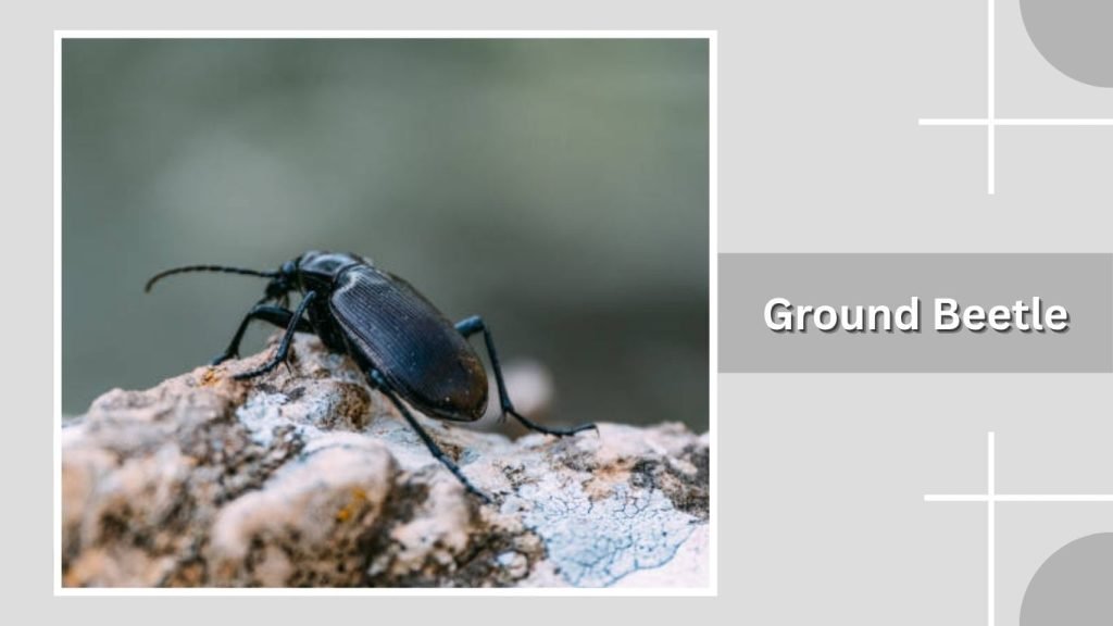 Ground Beetle