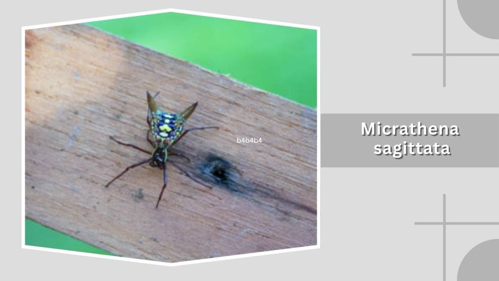 Micrathena sagittata