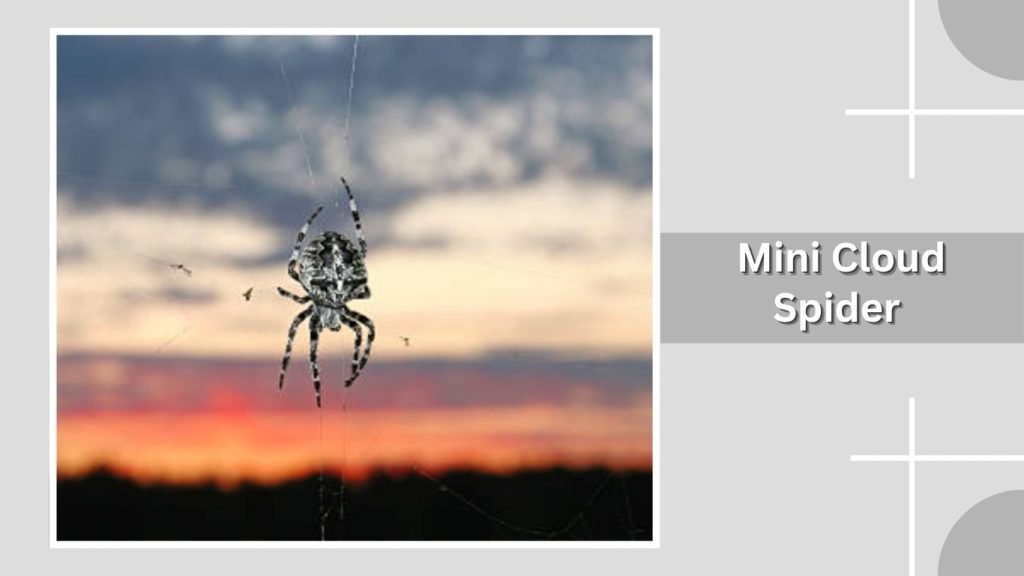 Mini Cloud Spider