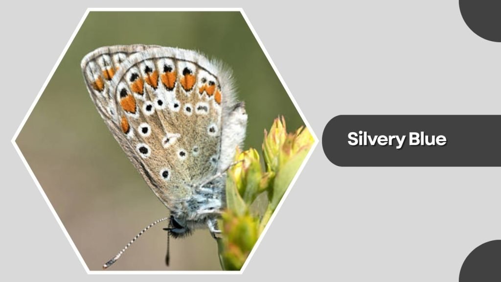 Silvery Blue