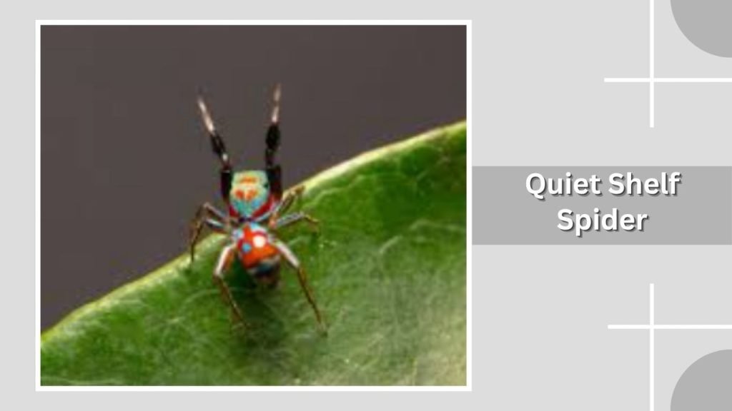 Quiet Shelf Spider