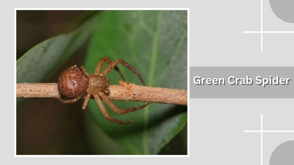  Green Crab Spider
