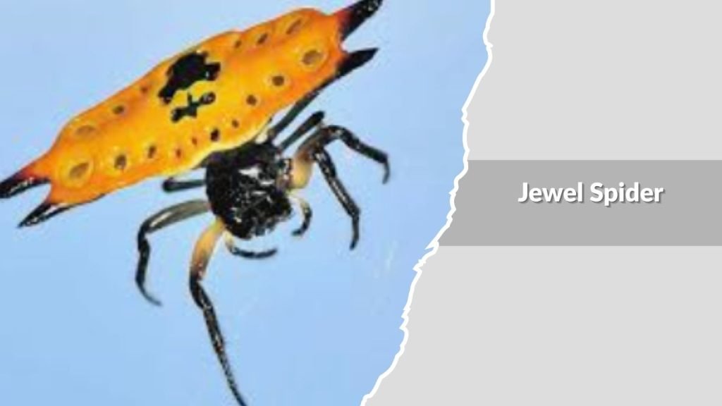 Jewel Spider