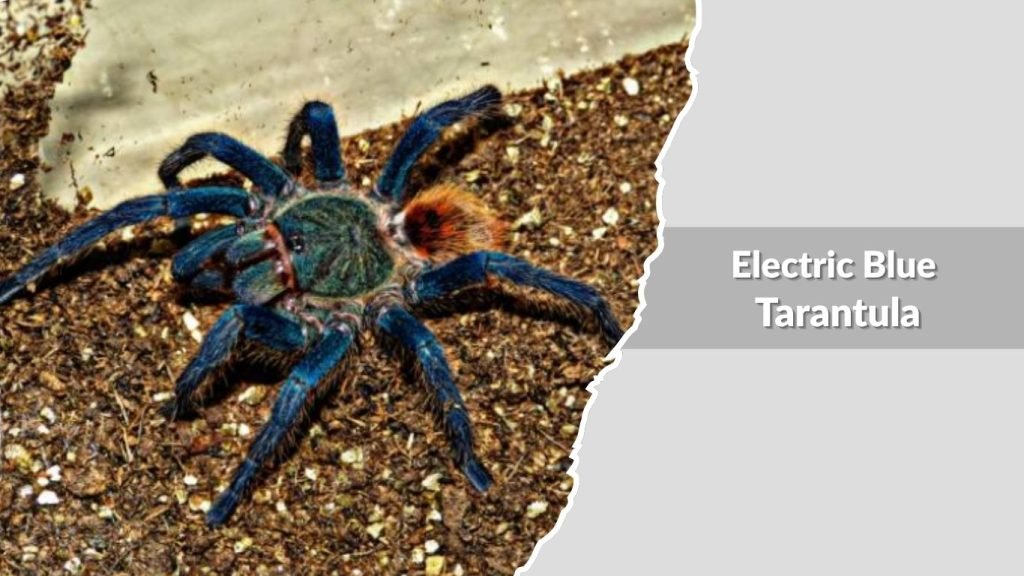 Electric Blue Tarantula