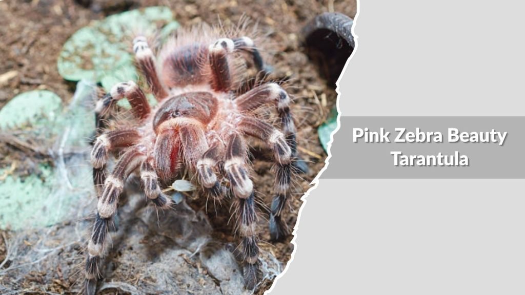 Pink Zebra Beauty Tarantula