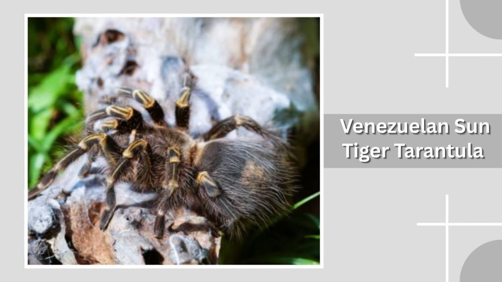 Venezuelan Sun Tiger Tarantula