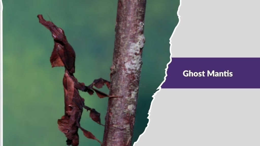  Ghost Mantis
