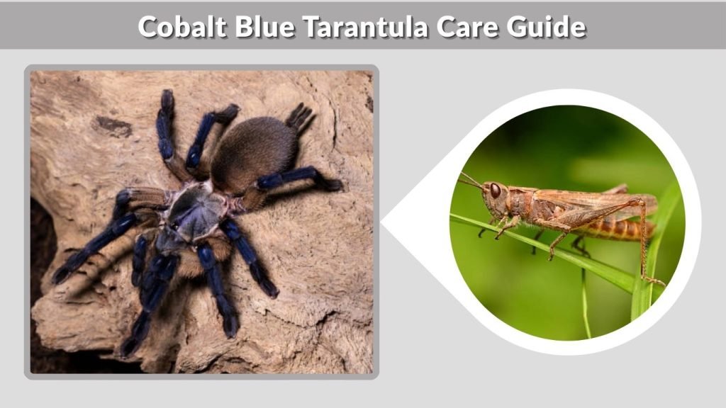 Cobalt Blue Tarantula Care Guide