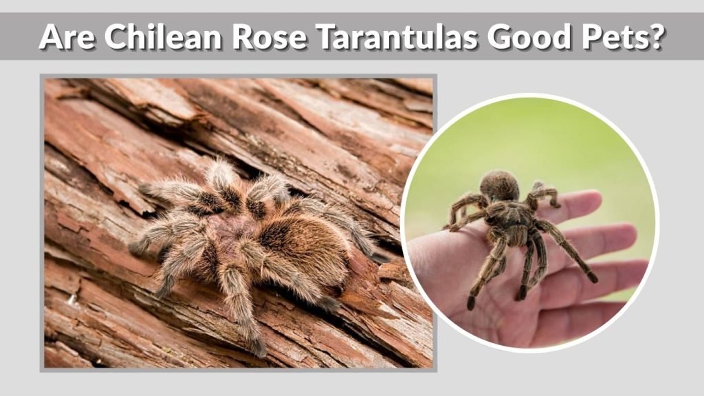 Are Chilean Rose Tarantulas Good Pets?