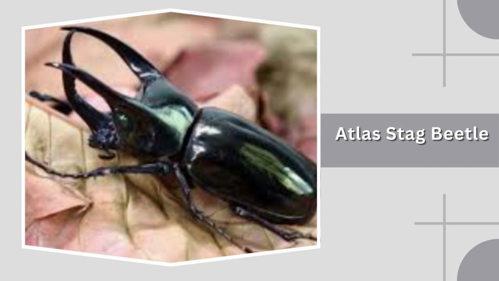 Atlas Stag Beetle