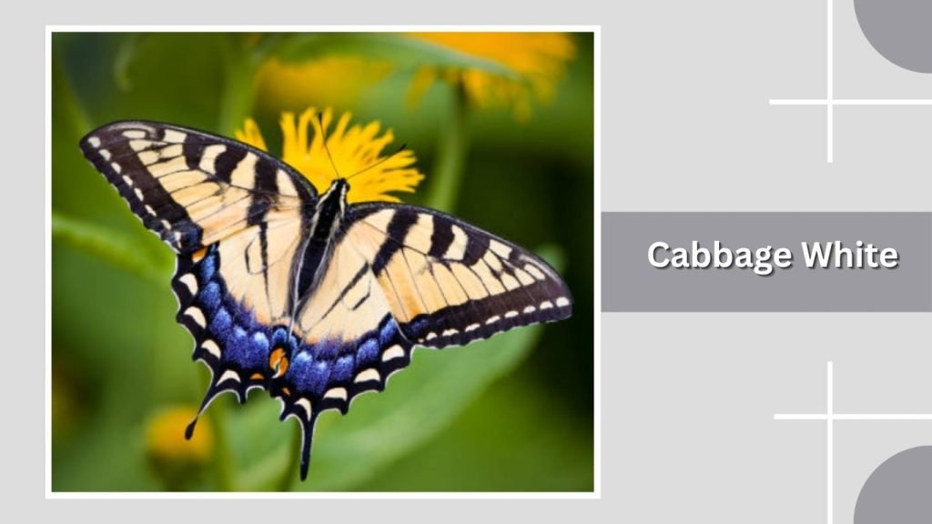  Cabbage White