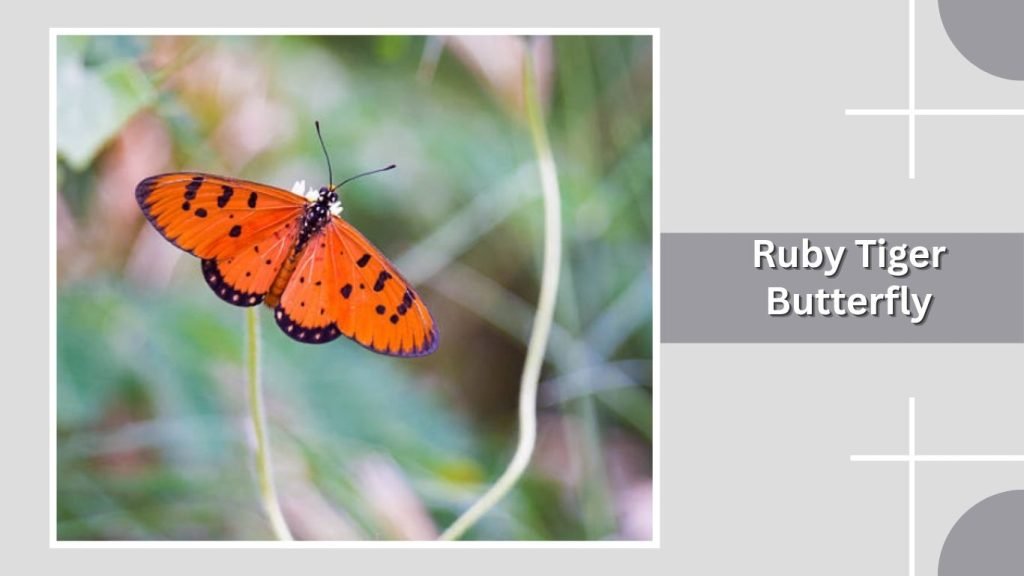 Ruby Tiger Butterfly