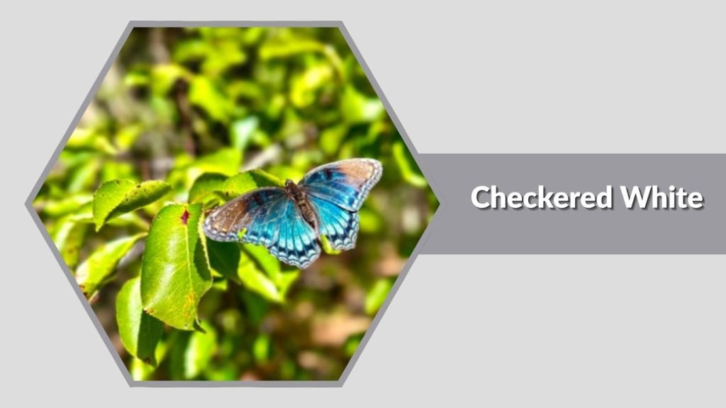  Checkered White