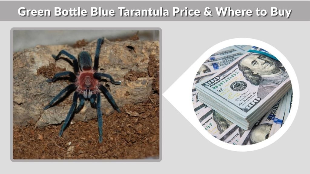 Green Bottle Blue Tarantula Price & Where to Buy