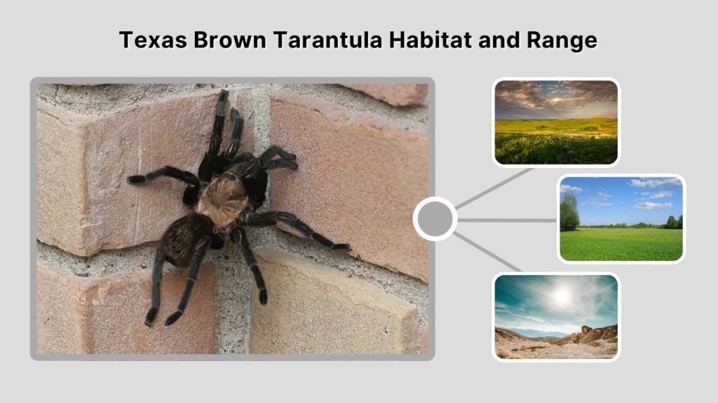 Texas Brown Tarantula Habitat and Range