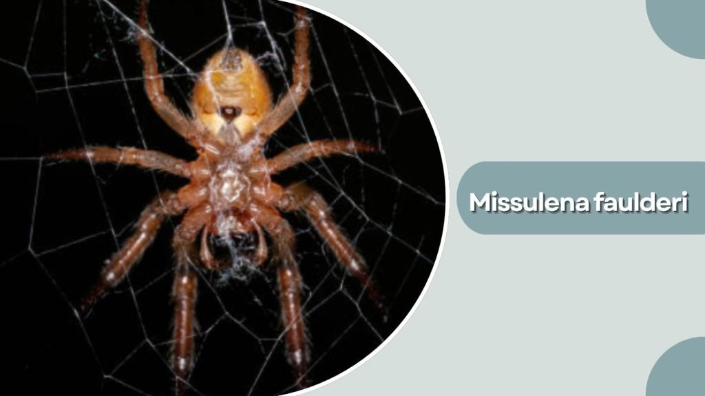  Missulena faulderi
