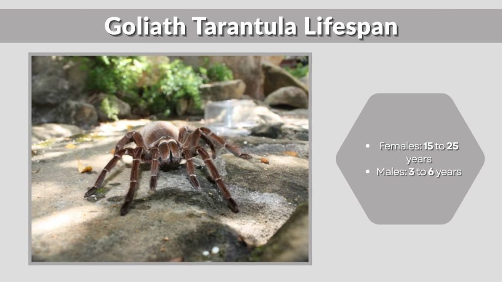 Goliath Tarantula Lifespan