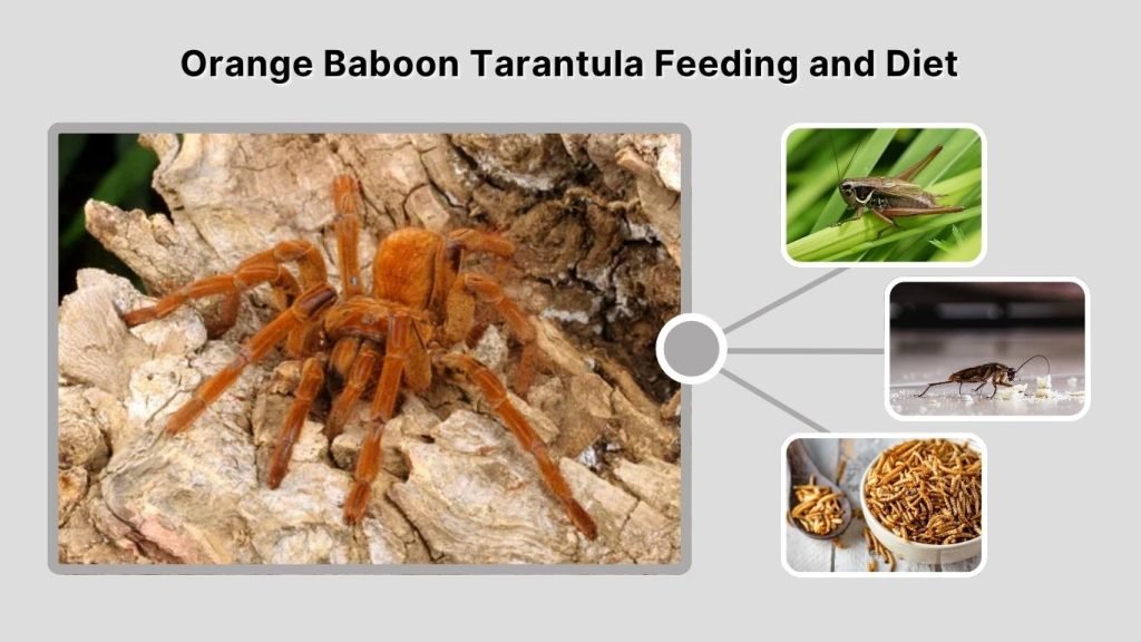 Orange Baboon Tarantula Feeding and Diet