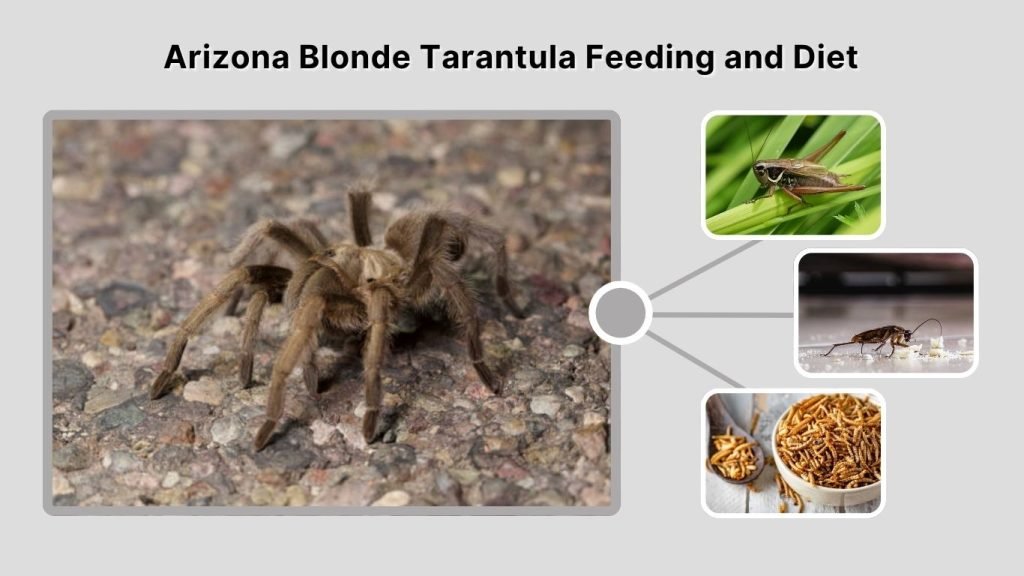 Arizona Blonde Tarantula  Feeding and Diet