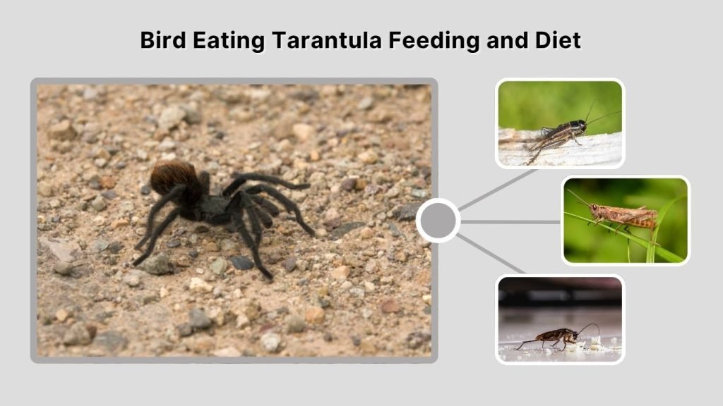 Bird Eating Tarantula Feeding and Diet