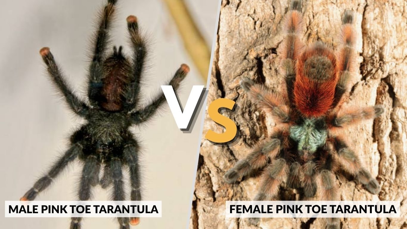 Pink Toe Tarantula Size Diet Habitat Care pink-toe-tarantula-size-diet-habitat-care