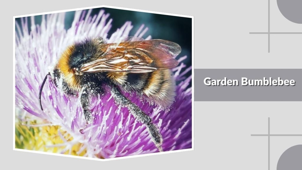 Garden Bumblebee