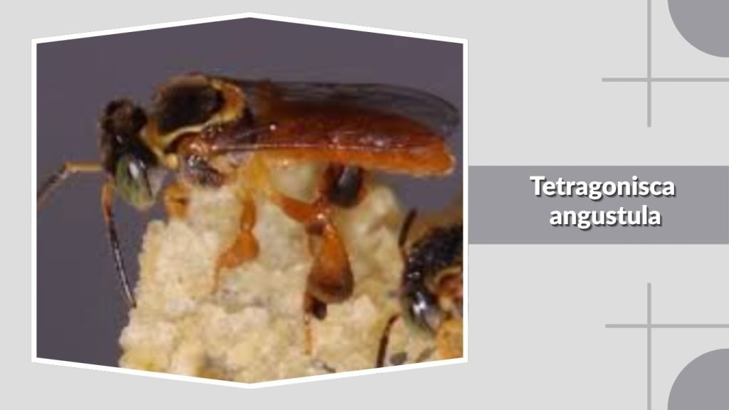  Tetragonisca angustula