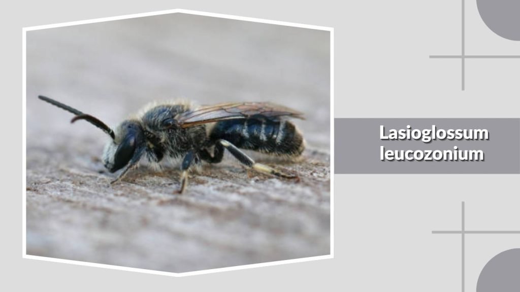Lasioglossum leucozonium