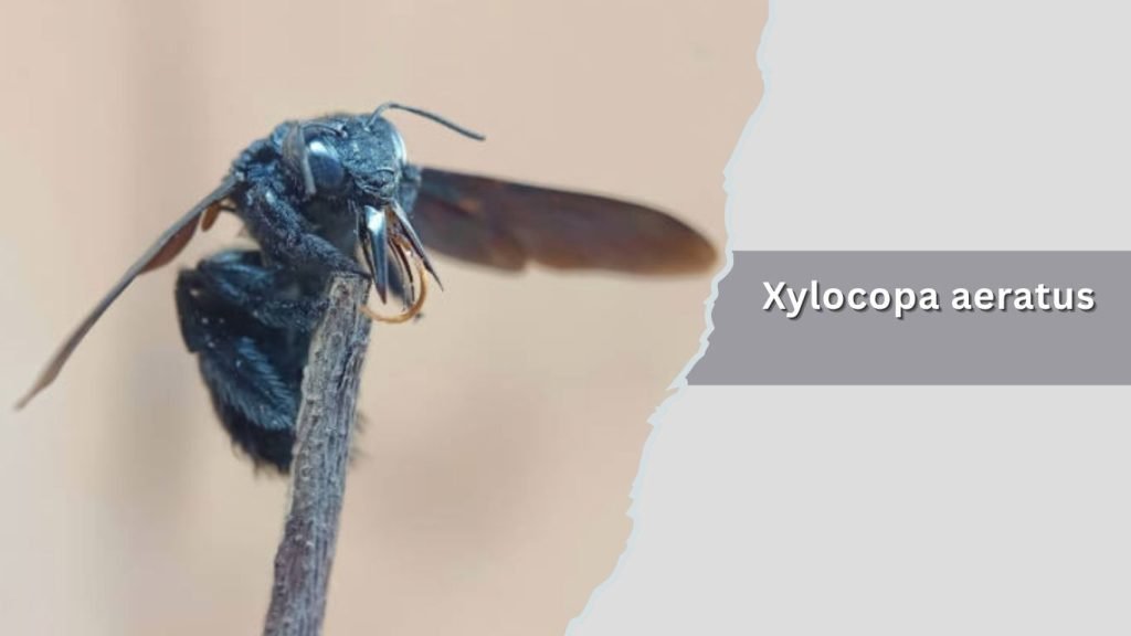 Xylocopa aeratus