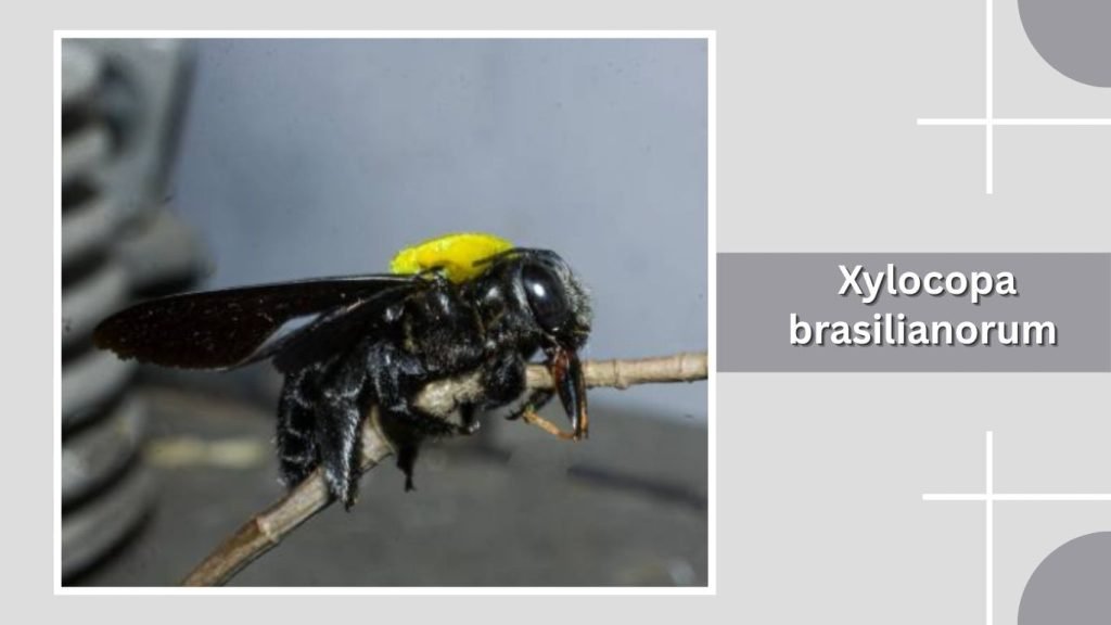 Xylocopa brasilianorum