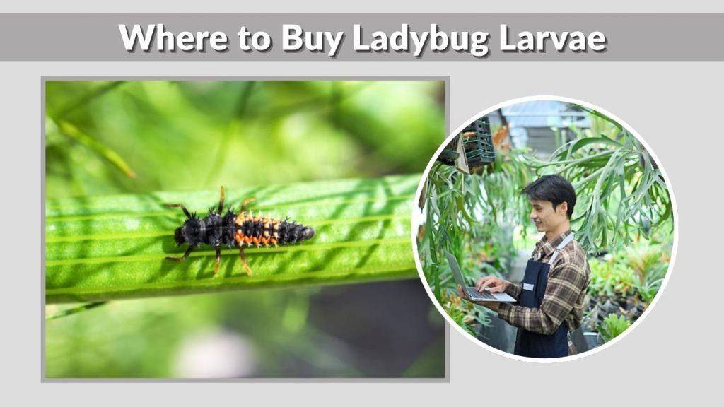 Where to Buy Ladybug Larvae