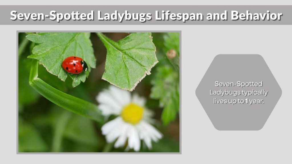 Seven-Spotted Ladybugs Lifespan and Behavior