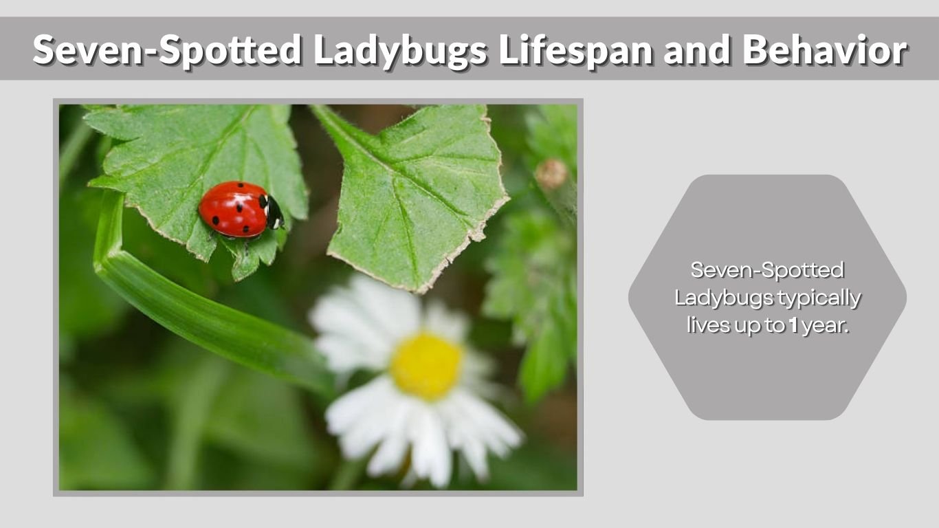 Seven-Spotted Ladybug Facts, Life Cycle & Habitat