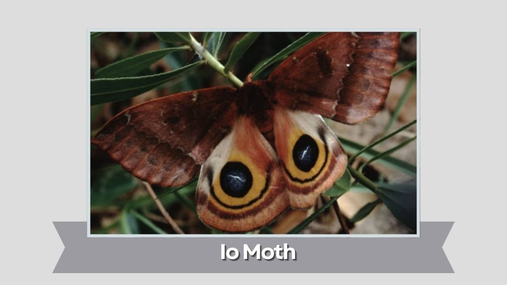 Io Moth