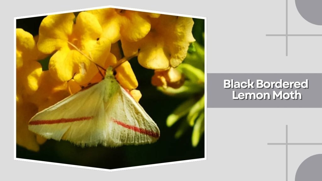 Black Bordered Lemon Moth