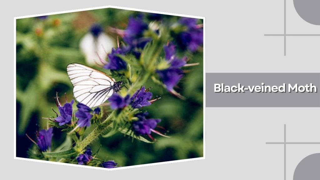 Black-veined Moth