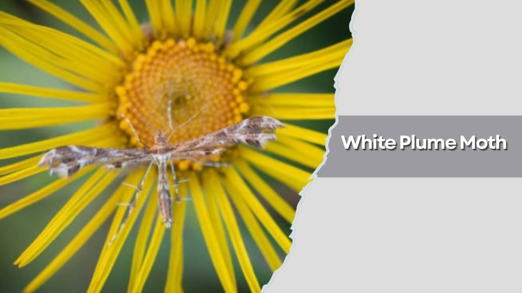  White Plume Moth