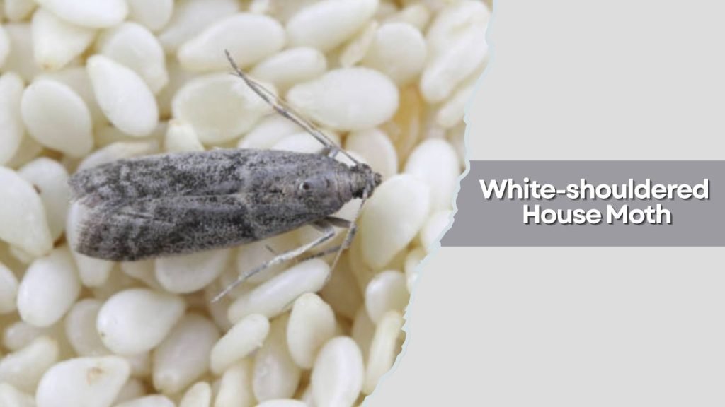 White-shouldered House Moth