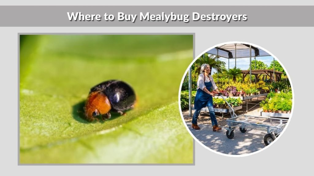Where to Buy Mealybug Destroyers