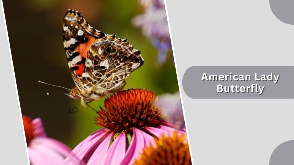 American Lady Butterfly