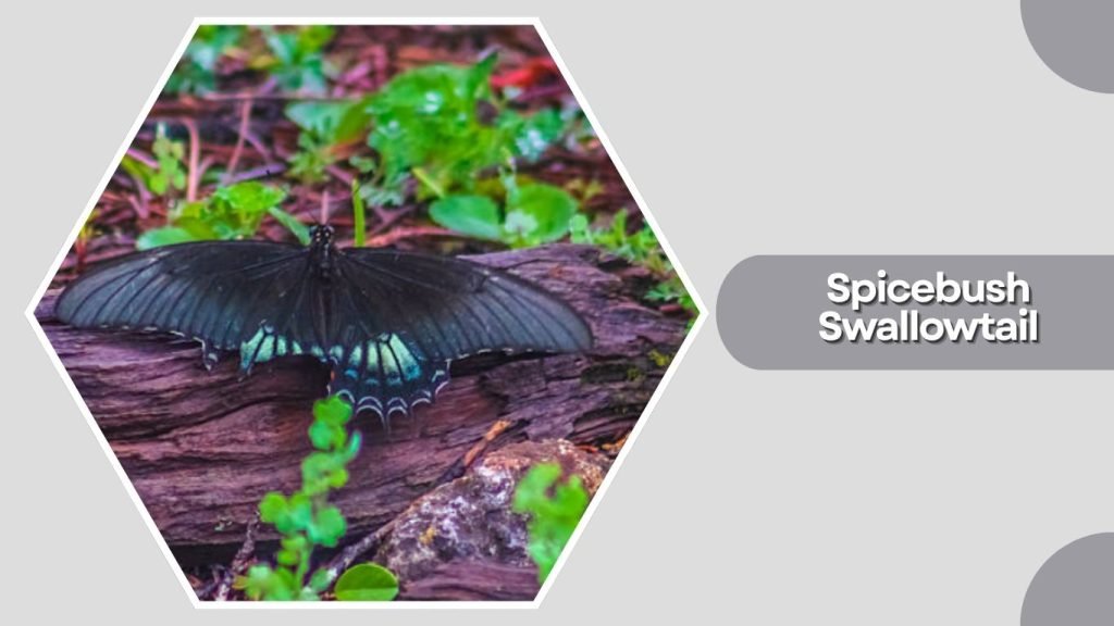 Spicebush Swallowtail