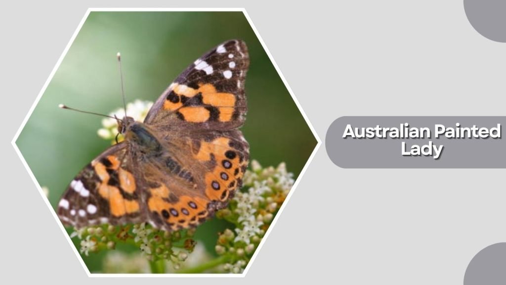 Australian Painted Lady